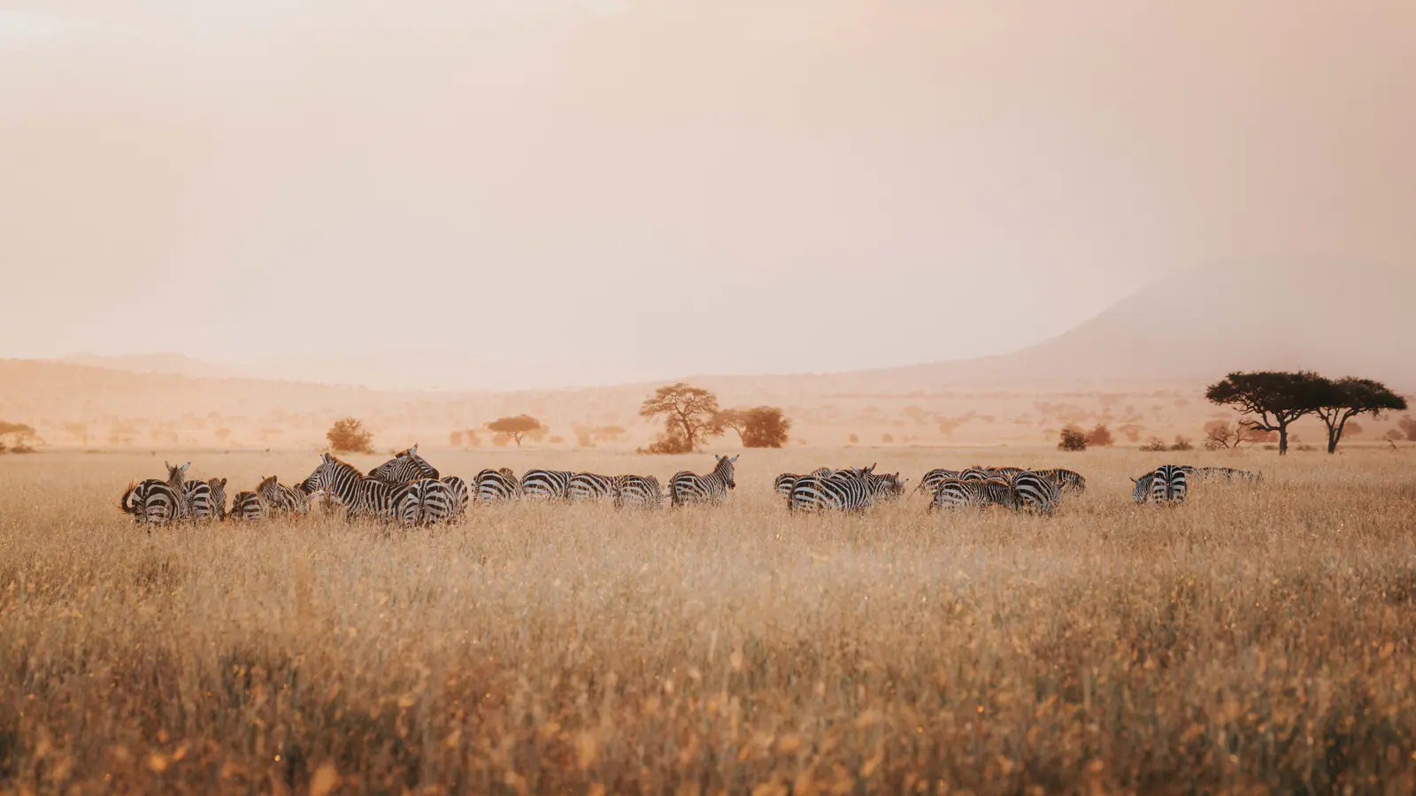 Zebras im warmen Dunstlicht der Morgendämmerung