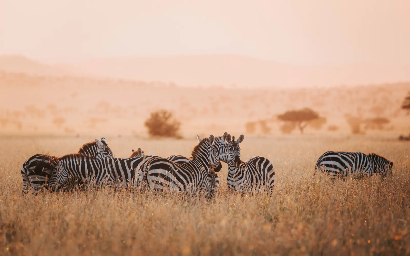 Zebras im warmen Dunstlicht der Morgendämmerung