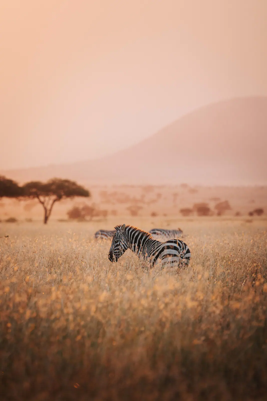 Zebre nella calda luce nebbiosa dell’alba