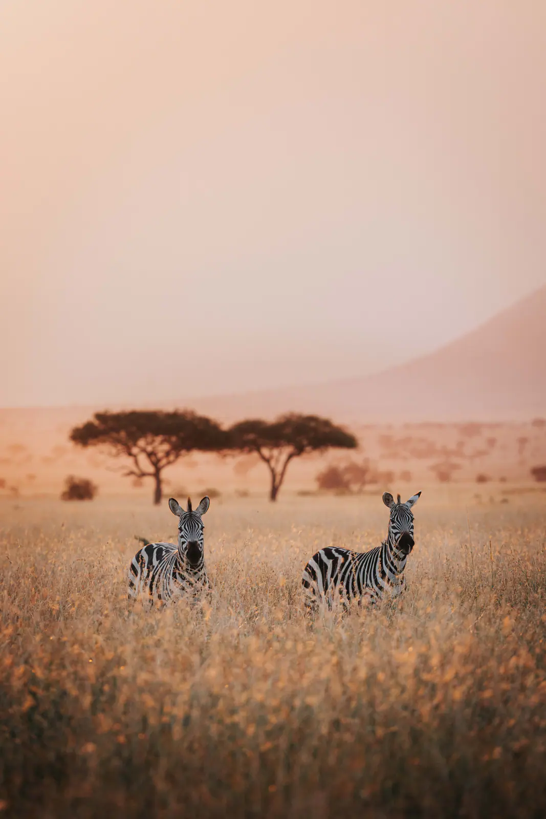 Zebras im warmen Dunstlicht der Morgendämmerung