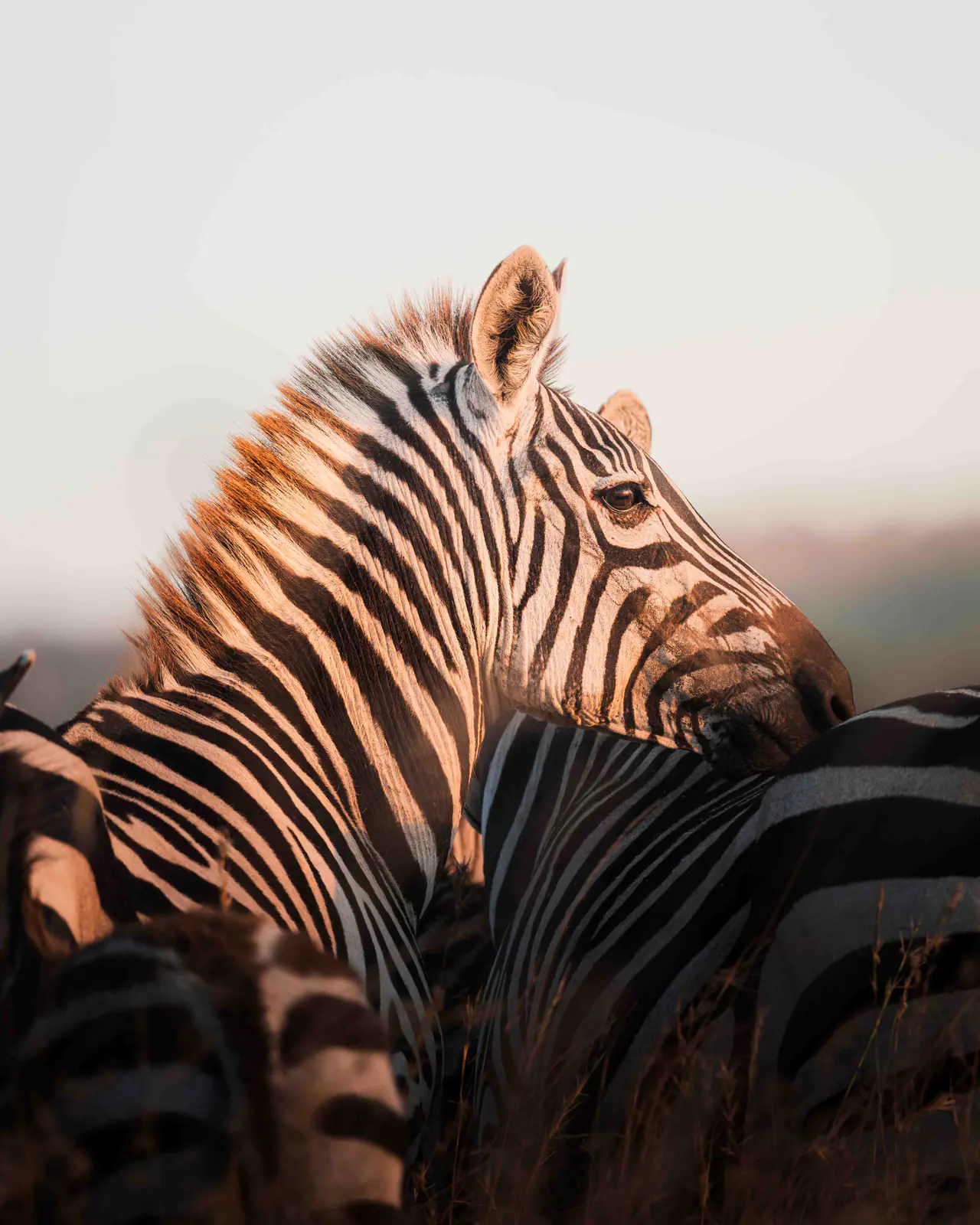 Zebre nella calda luce nebbiosa dell’alba