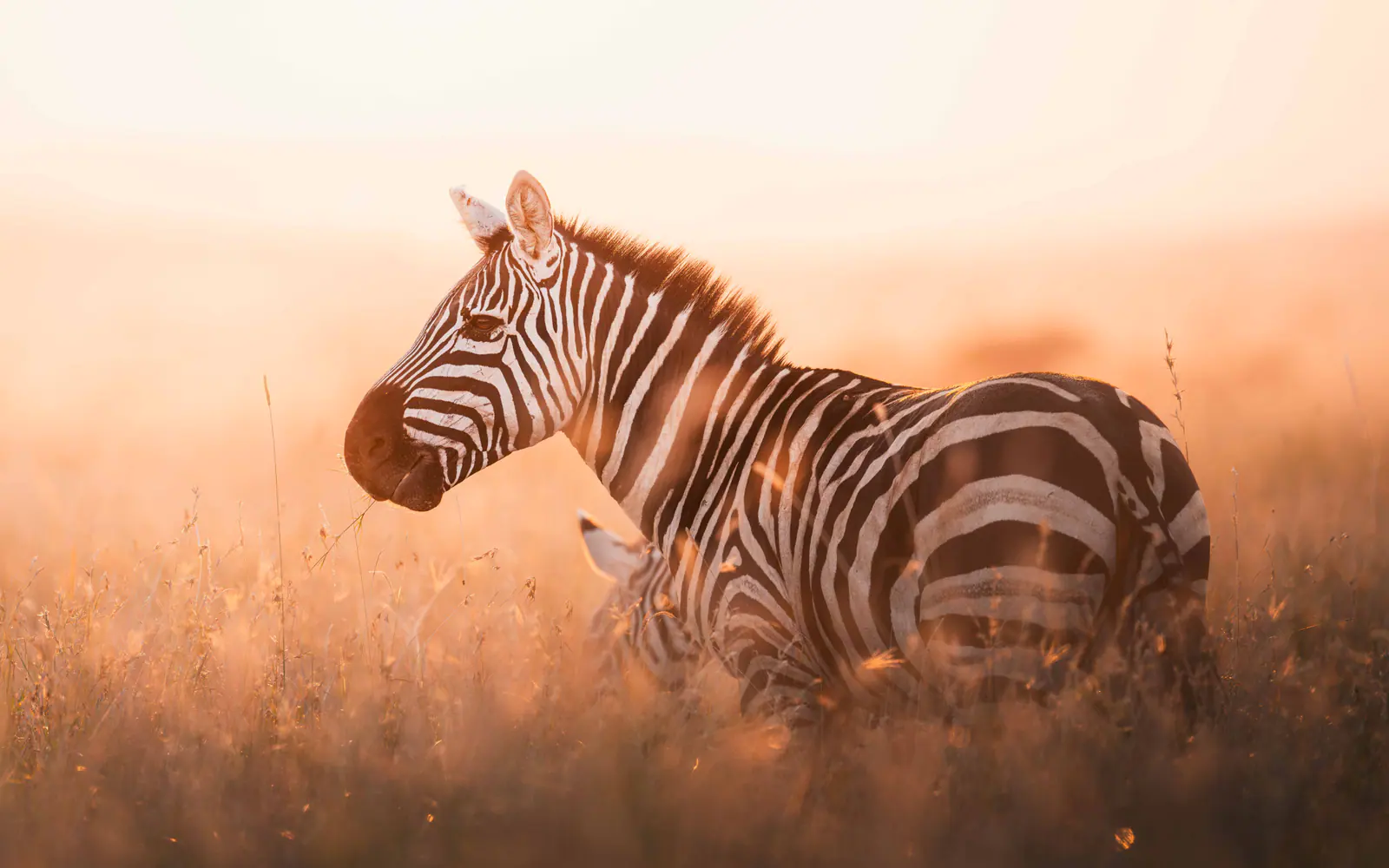 Zebras im warmen Dunstlicht der Morgendämmerung