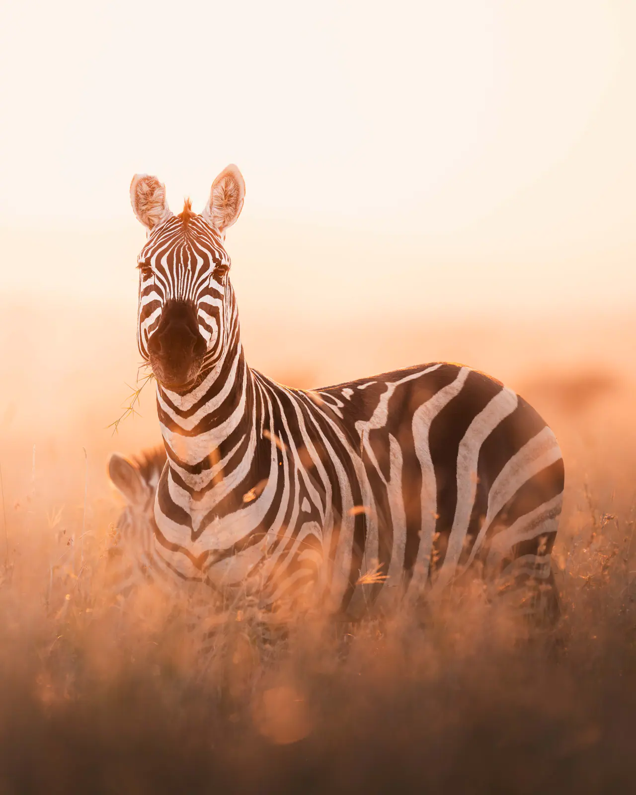 Zebras im warmen Dunstlicht der Morgendämmerung