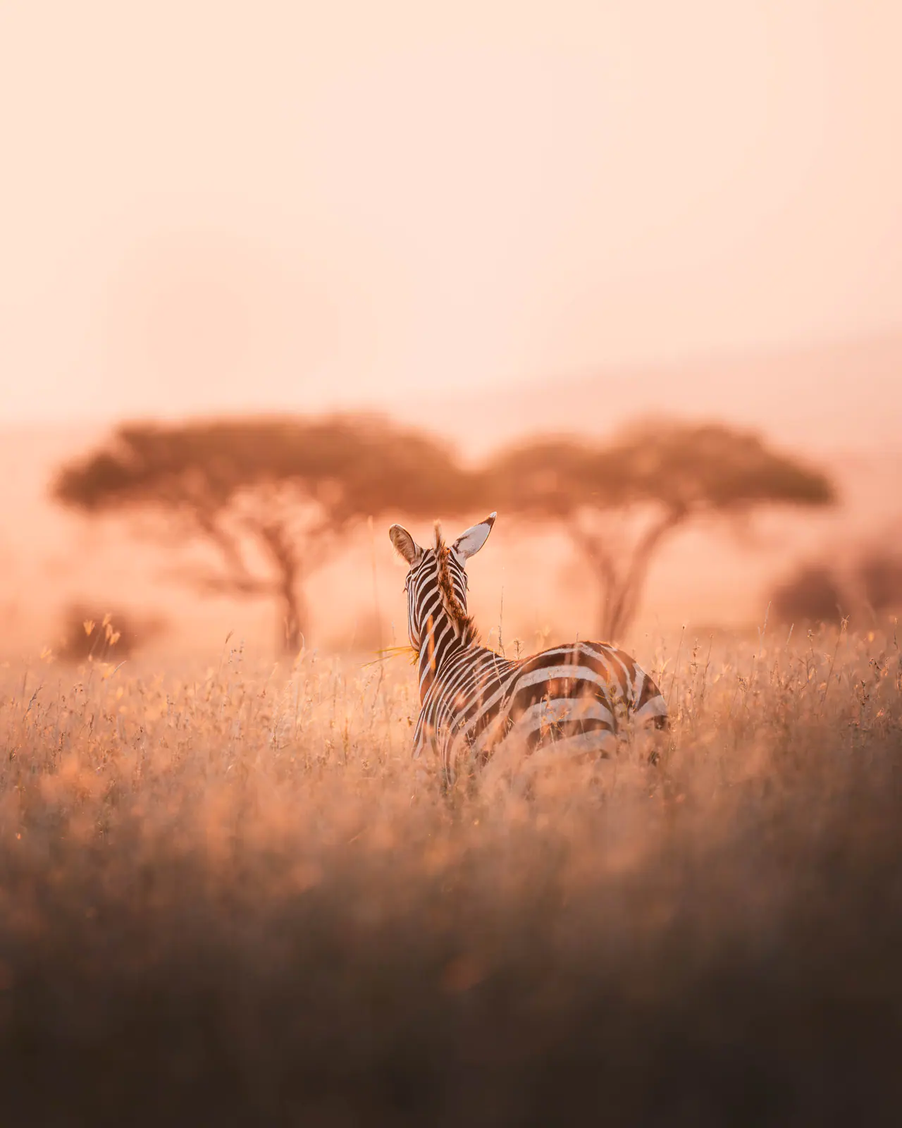 Zebre nella calda luce nebbiosa dell’alba