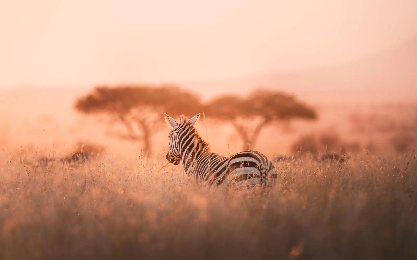 Zebras im warmen Dunstlicht der Morgendämmerung