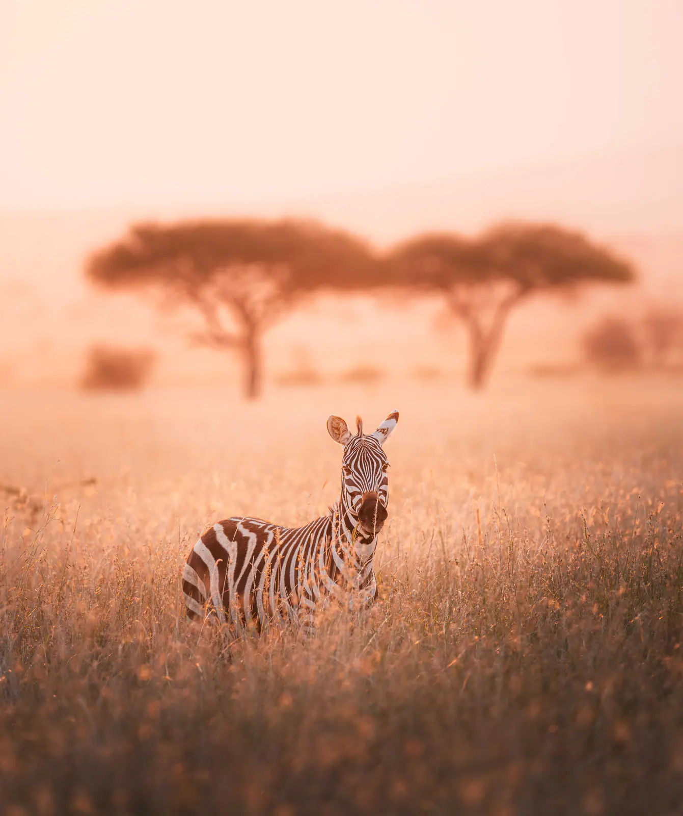 Zebre nella calda luce nebbiosa dell’alba
