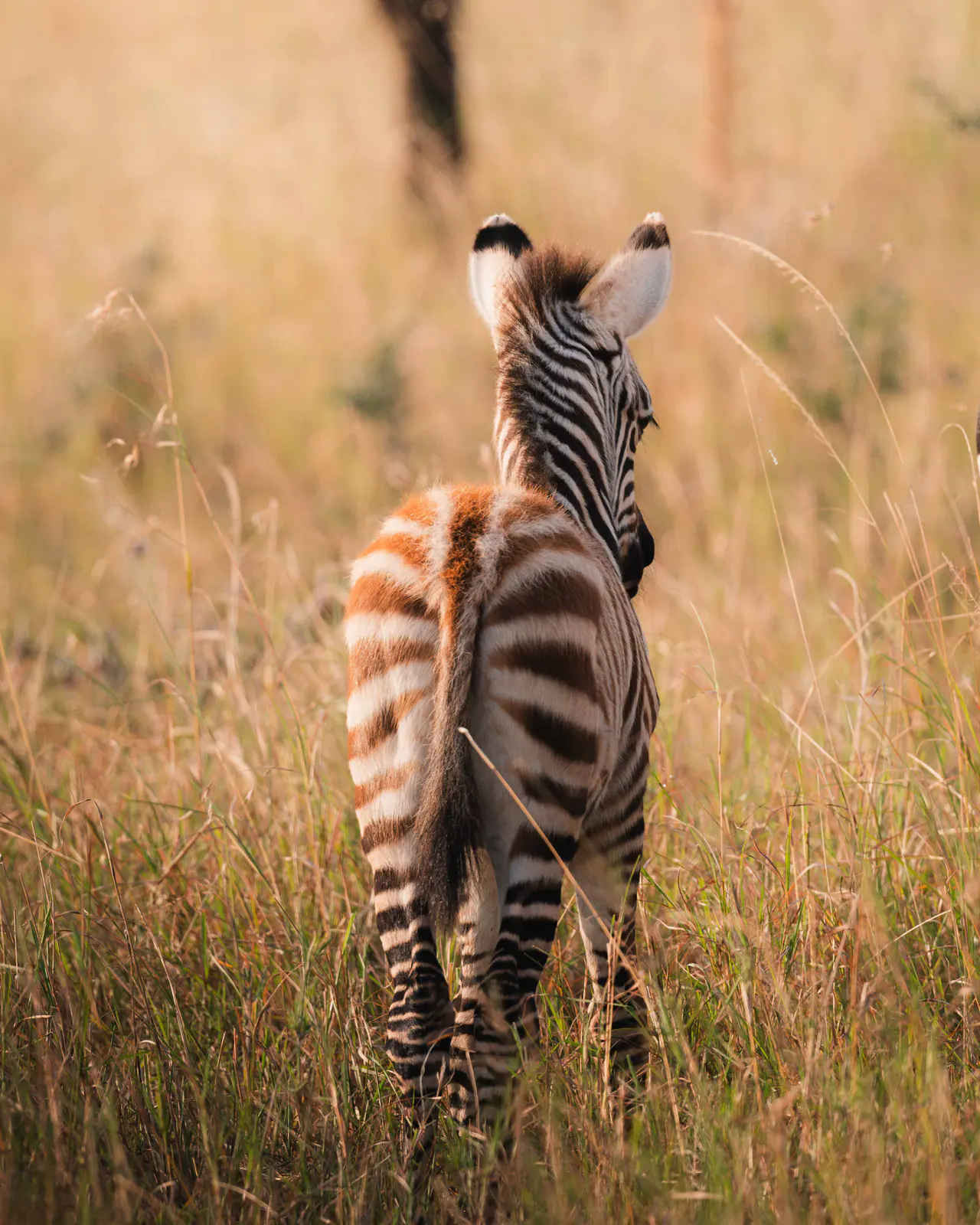 Serengeti-Abenteuer für Familien