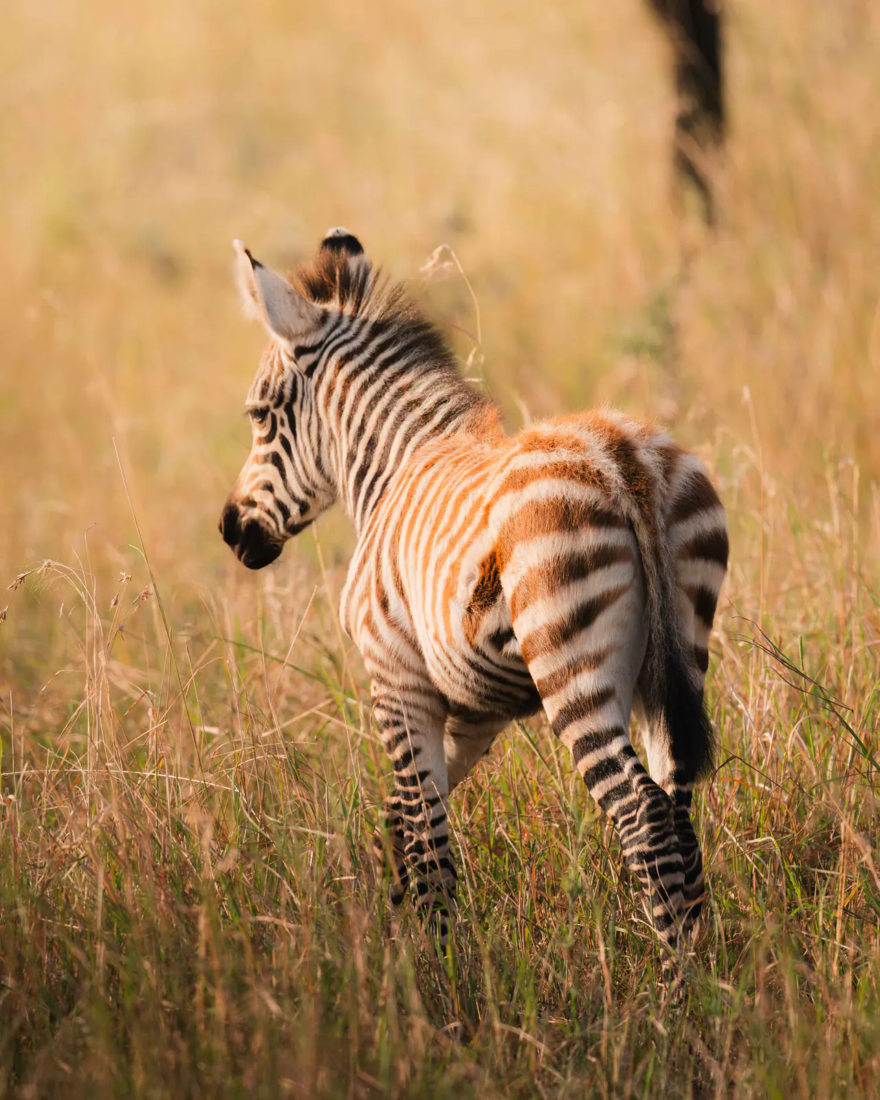 Ein Zebrafohlen im hohen Gras